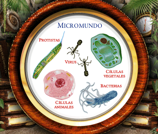 microbiol.jpg